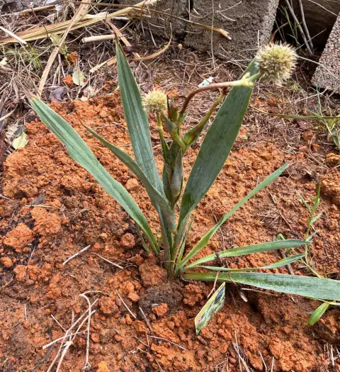 Eryngium Yuccifolium 'Magical Silver Globe': İsveç'ten Getirdiğim Kuraklık Dostu Çok Yıllık