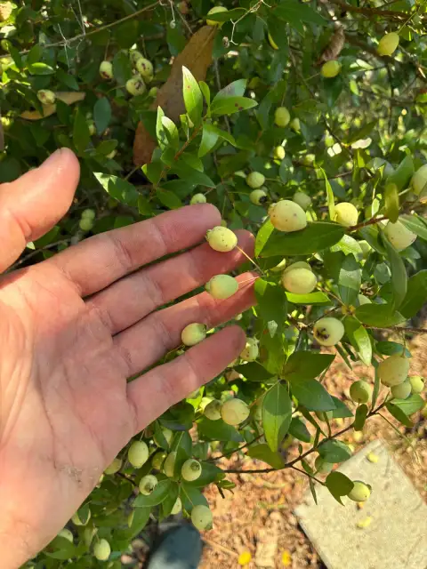 Murt (Mersin) Bitkisi Nedir? Yetiştirilmesi, Faydaları ve Hasat Zamanı