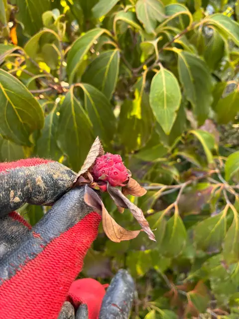 Kusa Kızılcığı (Cornus Kousa) Meyvesi Yenir mi? Tadı ve Süs Değeri