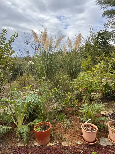 Kır Bahçesi Tarhım: Cardoon, Pampas Otu ve Üç Yıllık Limon Toprağa Kavuştu