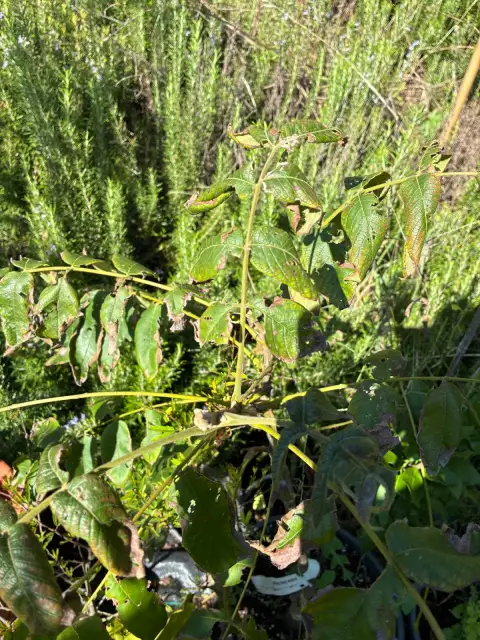 Juglans × bixbyi 'Mitchell': Butternut Kanserine Dirençli, Kolay Çatlayan Hibrit Ceviz